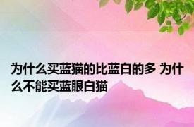 为什么买蓝猫的比蓝白的多 为什么不能买蓝眼白猫 