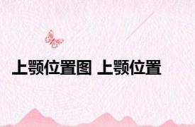 上颚位置图 上颚位置 