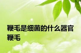 鞭毛是细菌的什么器官 鞭毛 