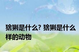 猞猁是什么? 猞猁是什么样的动物