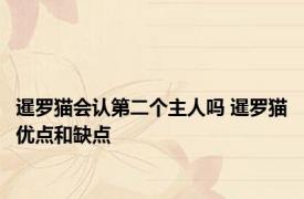 暹罗猫会认第二个主人吗 暹罗猫优点和缺点 