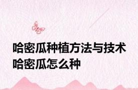 哈密瓜种植方法与技术 哈密瓜怎么种