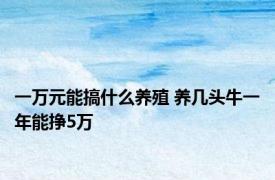 一万元能搞什么养殖 养几头牛一年能挣5万 