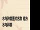 水鸟种类图片名称 南方 水鸟种类