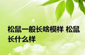 松鼠一般长啥模样 松鼠长什么样