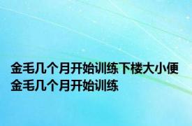 金毛几个月开始训练下楼大小便 金毛几个月开始训练