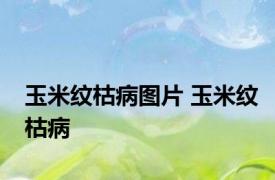 玉米纹枯病图片 玉米纹枯病 