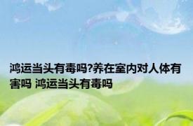 鸿运当头有毒吗?养在室内对人体有害吗 鸿运当头有毒吗 
