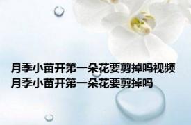 月季小苗开第一朵花要剪掉吗视频 月季小苗开第一朵花要剪掉吗