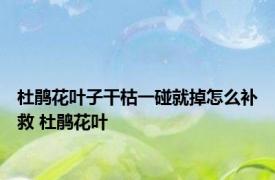 杜鹃花叶子干枯一碰就掉怎么补救 杜鹃花叶 