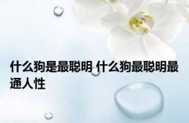 什么狗是最聪明 什么狗最聪明最通人性