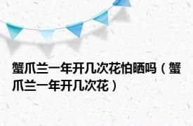 蟹爪兰一年开几次花怕晒吗（蟹爪兰一年开几次花）