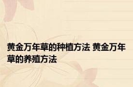 黄金万年草的种植方法 黄金万年草的养殖方法