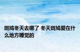 斑鸠冬天去哪了 冬天斑鸠爱在什么地方睡觉的