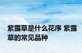 紫露草是什么花序 紫露草的常见品种