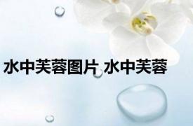 水中芙蓉图片 水中芙蓉 