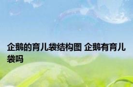 企鹅的育儿袋结构图 企鹅有育儿袋吗 