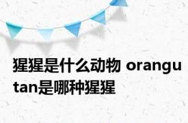 猩猩是什么动物 orangutan是哪种猩猩