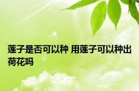 莲子是否可以种 用莲子可以种出荷花吗