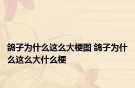 鸽子为什么这么大梗图 鸽子为什么这么大什么梗