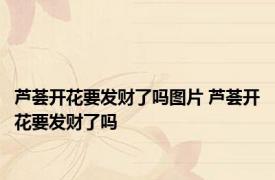 芦荟开花要发财了吗图片 芦荟开花要发财了吗