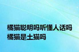 橘猫聪明吗听懂人话吗 橘猫是土猫吗
