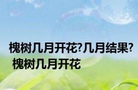 槐树几月开花?几月结果? 槐树几月开花