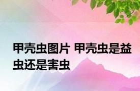甲壳虫图片 甲壳虫是益虫还是害虫