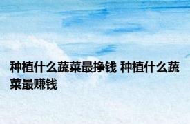 种植什么蔬菜最挣钱 种植什么蔬菜最赚钱