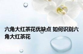 六角大红茶花优缺点 如何识别六角大红茶花