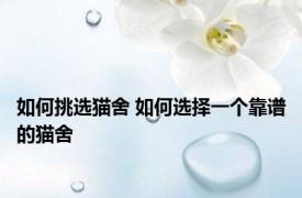 如何挑选猫舍 如何选择一个靠谱的猫舍