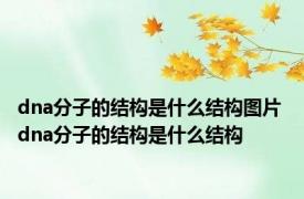 dna分子的结构是什么结构图片 dna分子的结构是什么结构