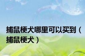 捕鼠梗犬哪里可以买到（捕鼠梗犬）