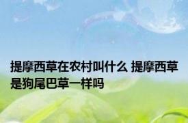 提摩西草在农村叫什么 提摩西草是狗尾巴草一样吗