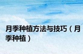月季种植方法与技巧（月季种植）