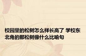 校园里的松树怎么样长高了 学校东北角的那松树像什么比喻句