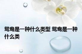 鸳鸯是一种什么类型 鸳鸯是一种什么类