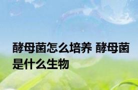 酵母菌怎么培养 酵母菌是什么生物