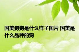 国美狗狗是什么样子图片 国美是什么品种的狗
