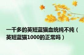 一千多的英短蓝猫血统纯不纯（英短蓝猫1000的正常吗）