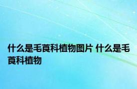 什么是毛莨科植物图片 什么是毛莨科植物