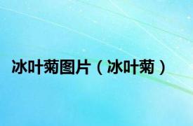 冰叶菊图片（冰叶菊）