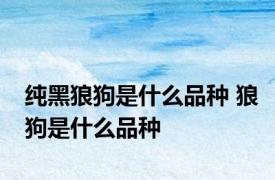 纯黑狼狗是什么品种 狼狗是什么品种