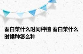春白菜什么时间种植 春白菜什么时候种怎么种