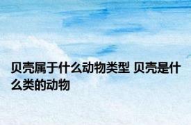 贝壳属于什么动物类型 贝壳是什么类的动物
