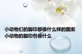 小动物们的脚印都像什么样的图案 小动物的脚印各像什么