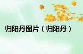 归阳丹图片（归阳丹）