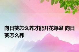 向日葵怎么养才能开花爆盆 向日葵怎么养