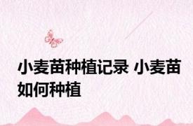小麦苗种植记录 小麦苗如何种植