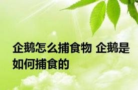 企鹅怎么捕食物 企鹅是如何捕食的
